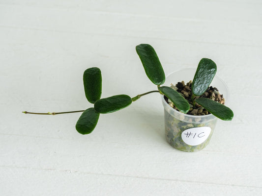 Hoya rotundiflora | 2-Inch