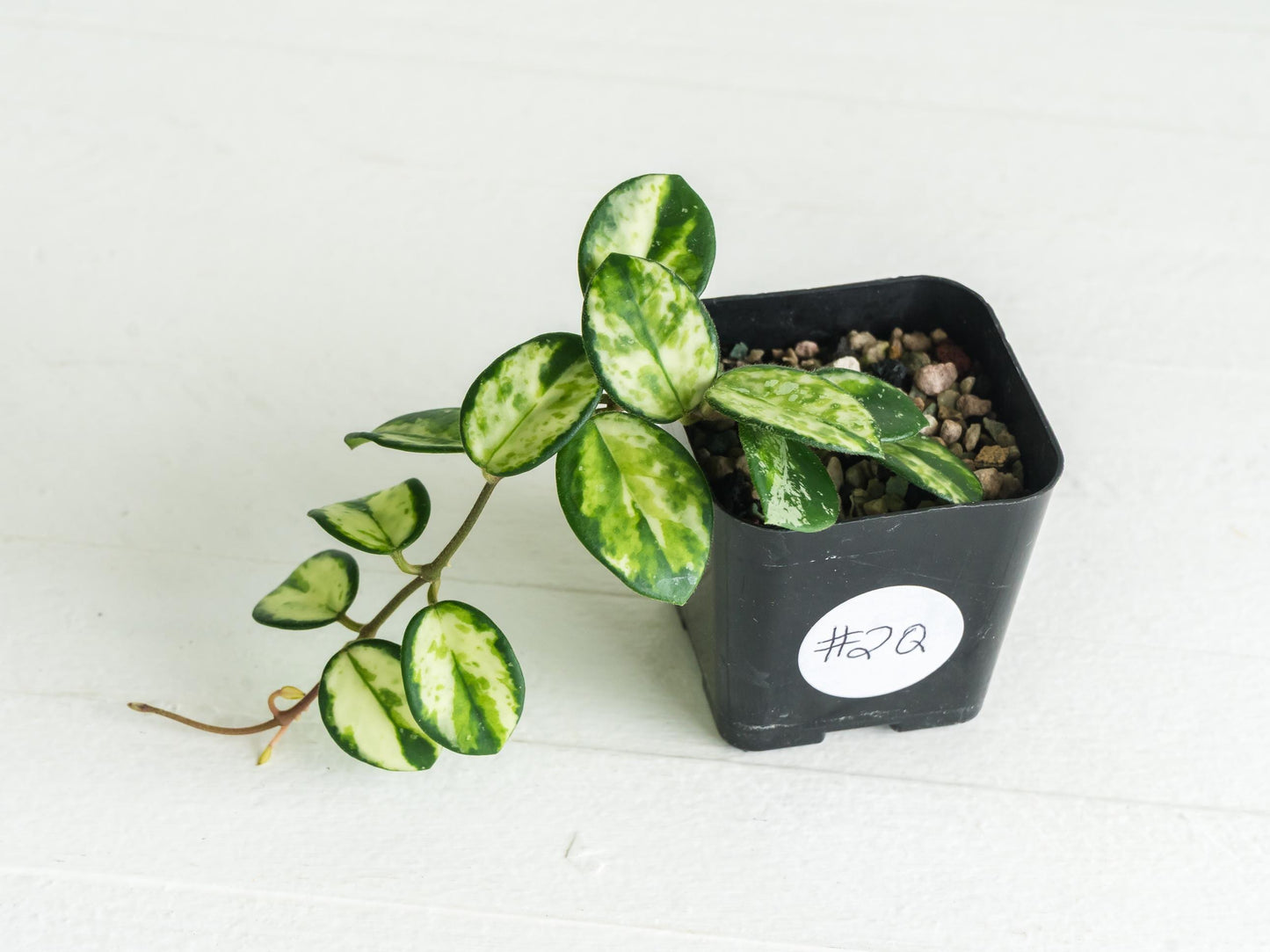 Hoya 'Mathilde' (Inner Variegated) | 2-Inch