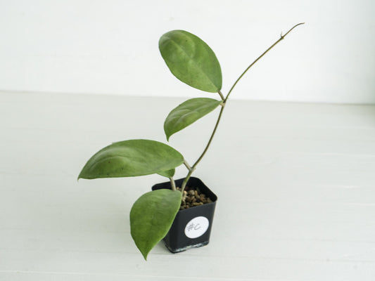 Hoya 'Menak Sopal Silver' | 2-Inch