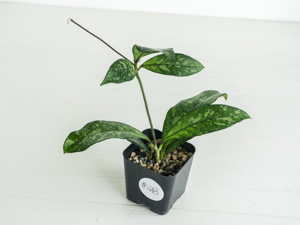 Hoya crassipetiolata (Splash) | 2-Inch