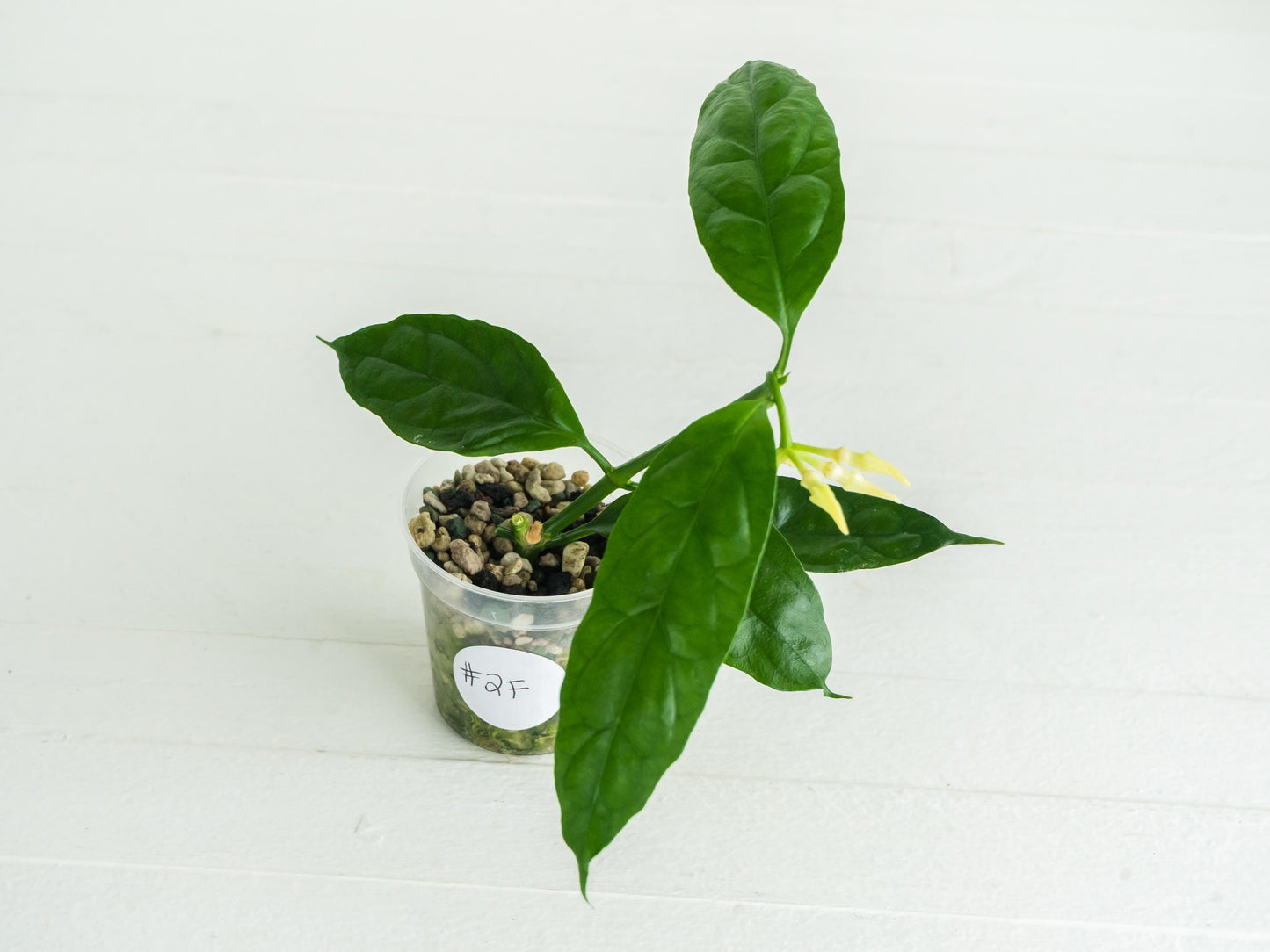 Hoya decipulae (Outer Variegated) | 2-Inch