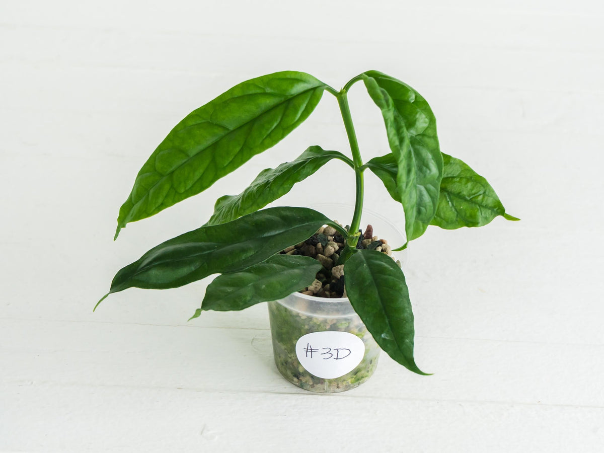 Hoya decipulae (Outer Variegated) | 2-Inch