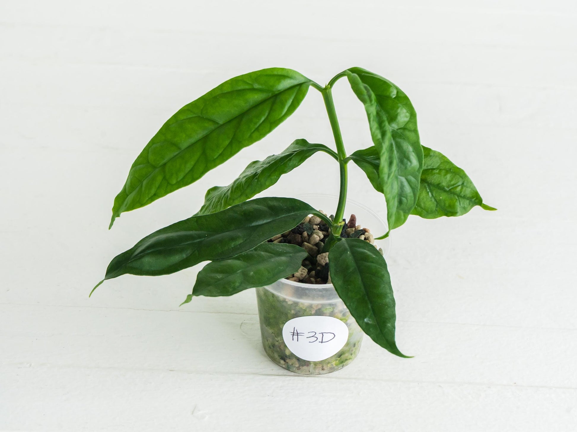 Hoya decipulae (Outer Variegated) | 2-Inch