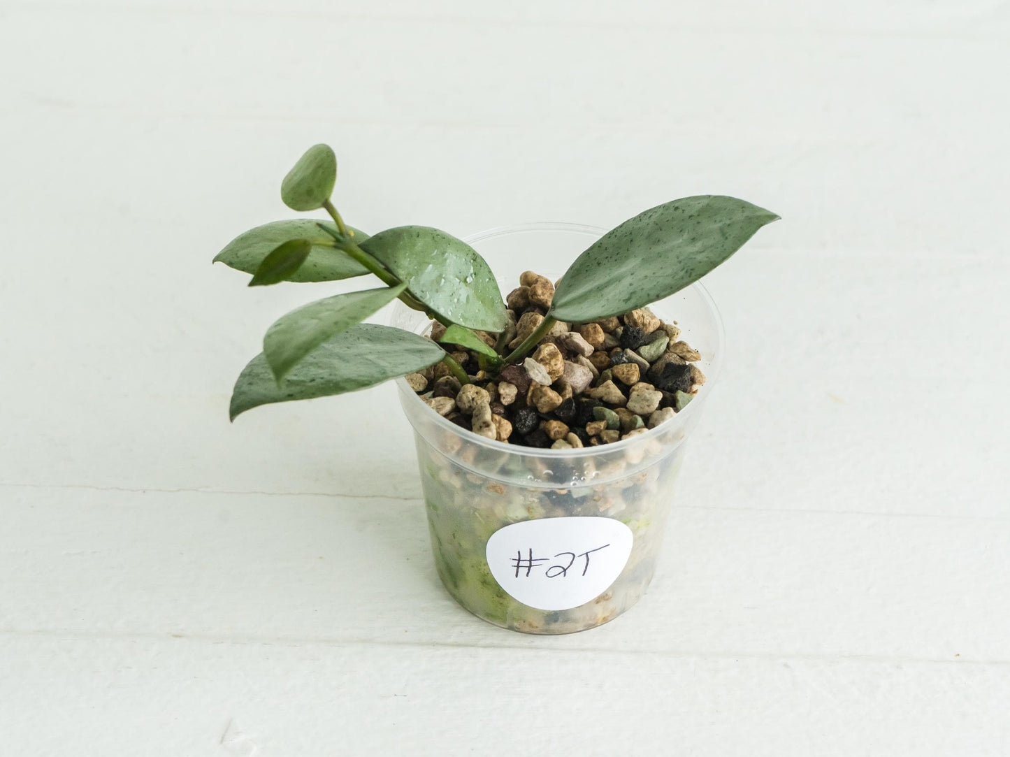 Hoya lacunosa 'Silver Mint Coin'