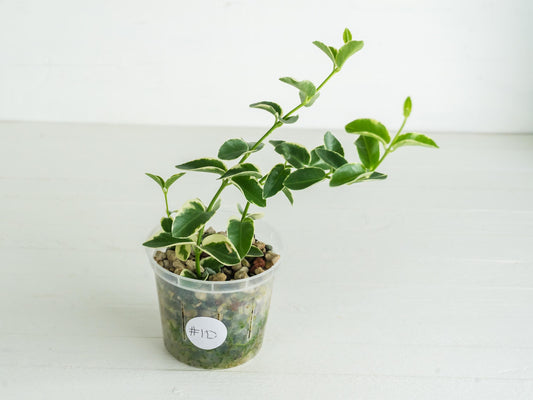 Hoya cumingiana (Albo | Outer Variegated) | 3-Inch