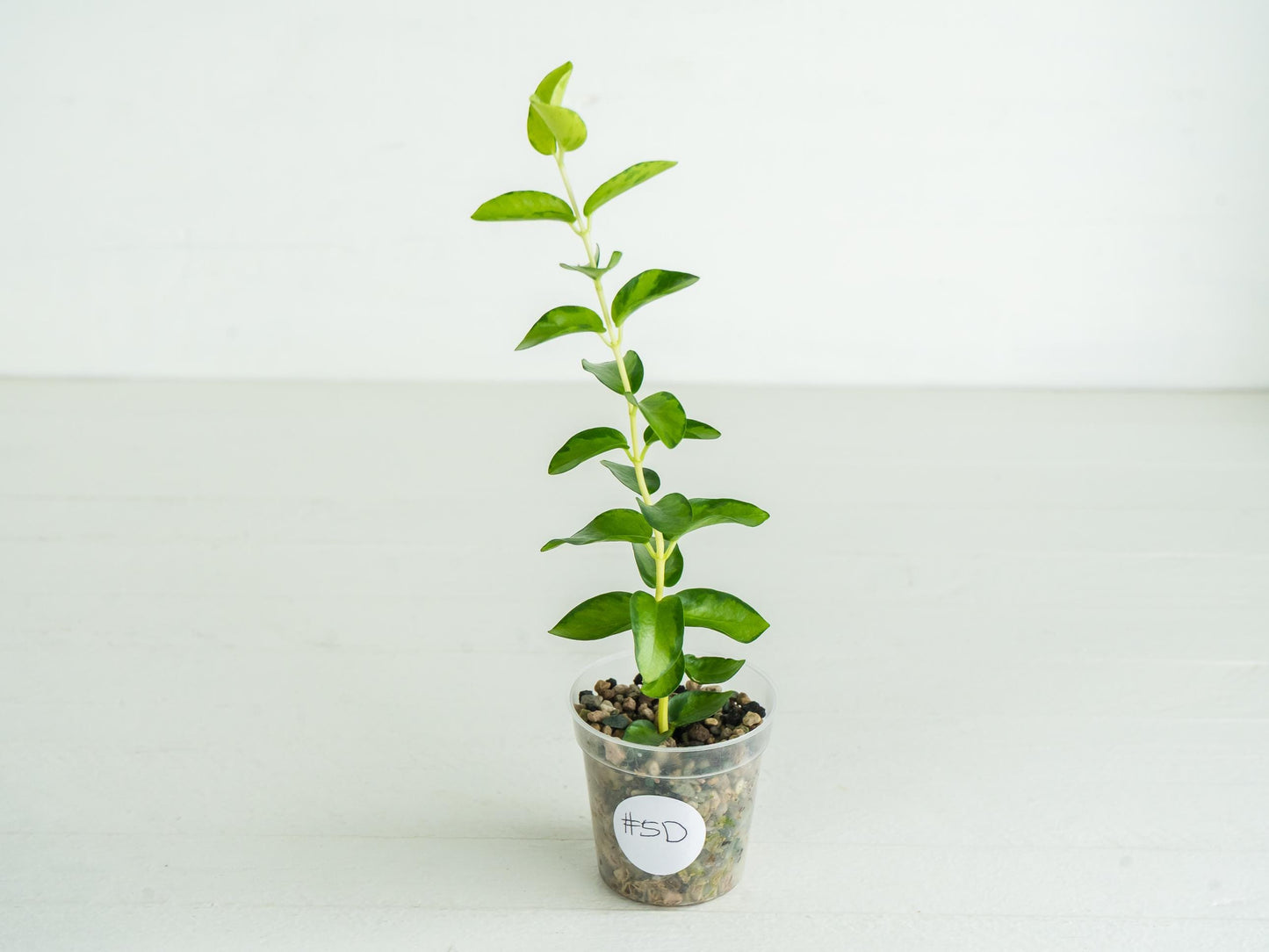Hoya cumingiana (Inner Variegated) | 2-Inch