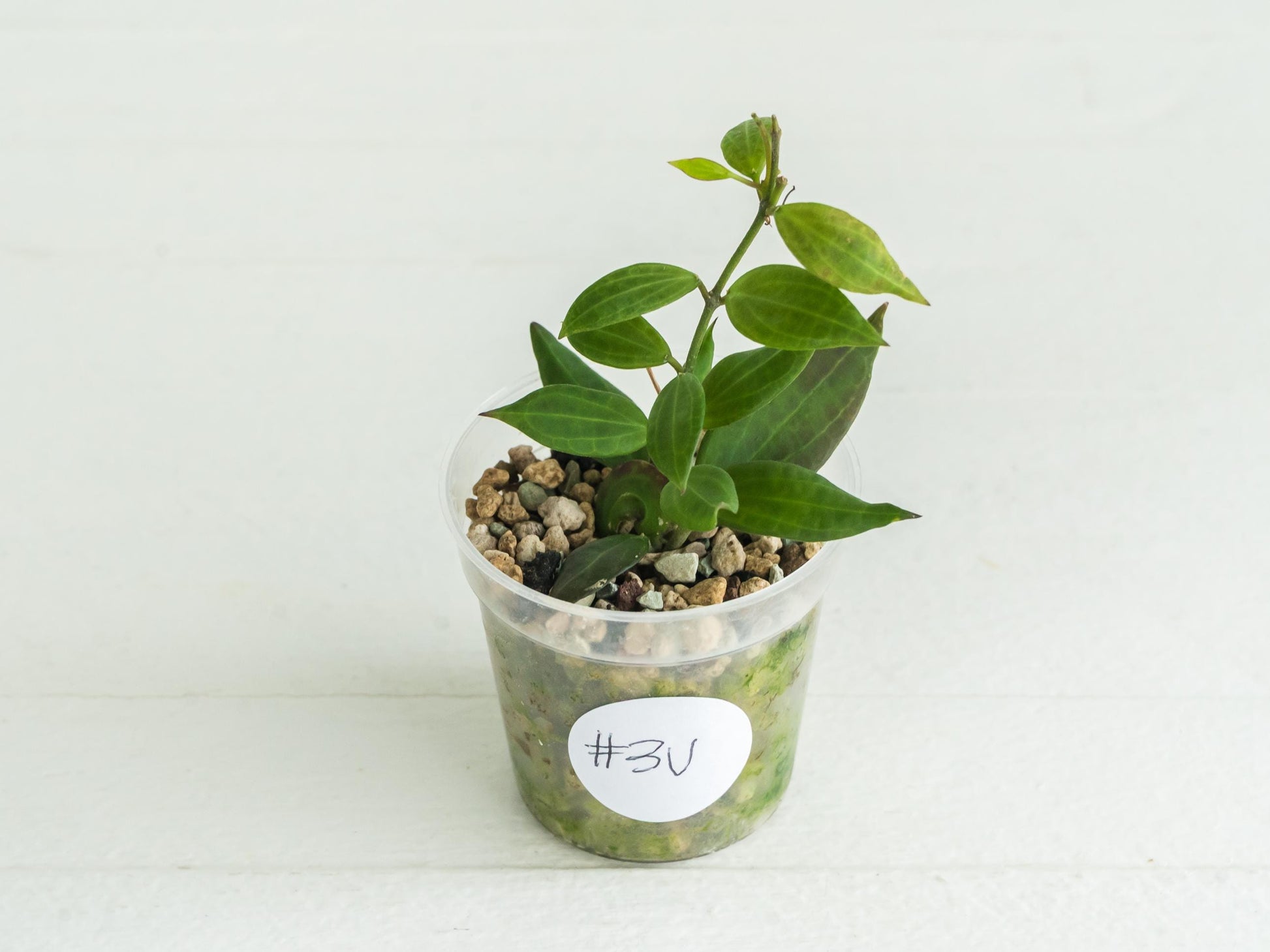Hoya Microdwarf | 2-Inch