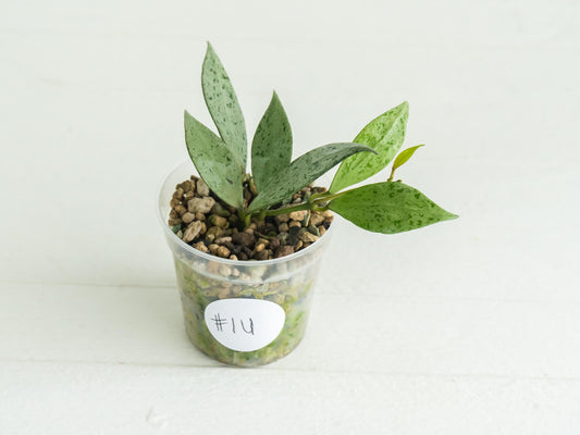 Hoya lacunosa 'Silver Lime' | 2-Inch