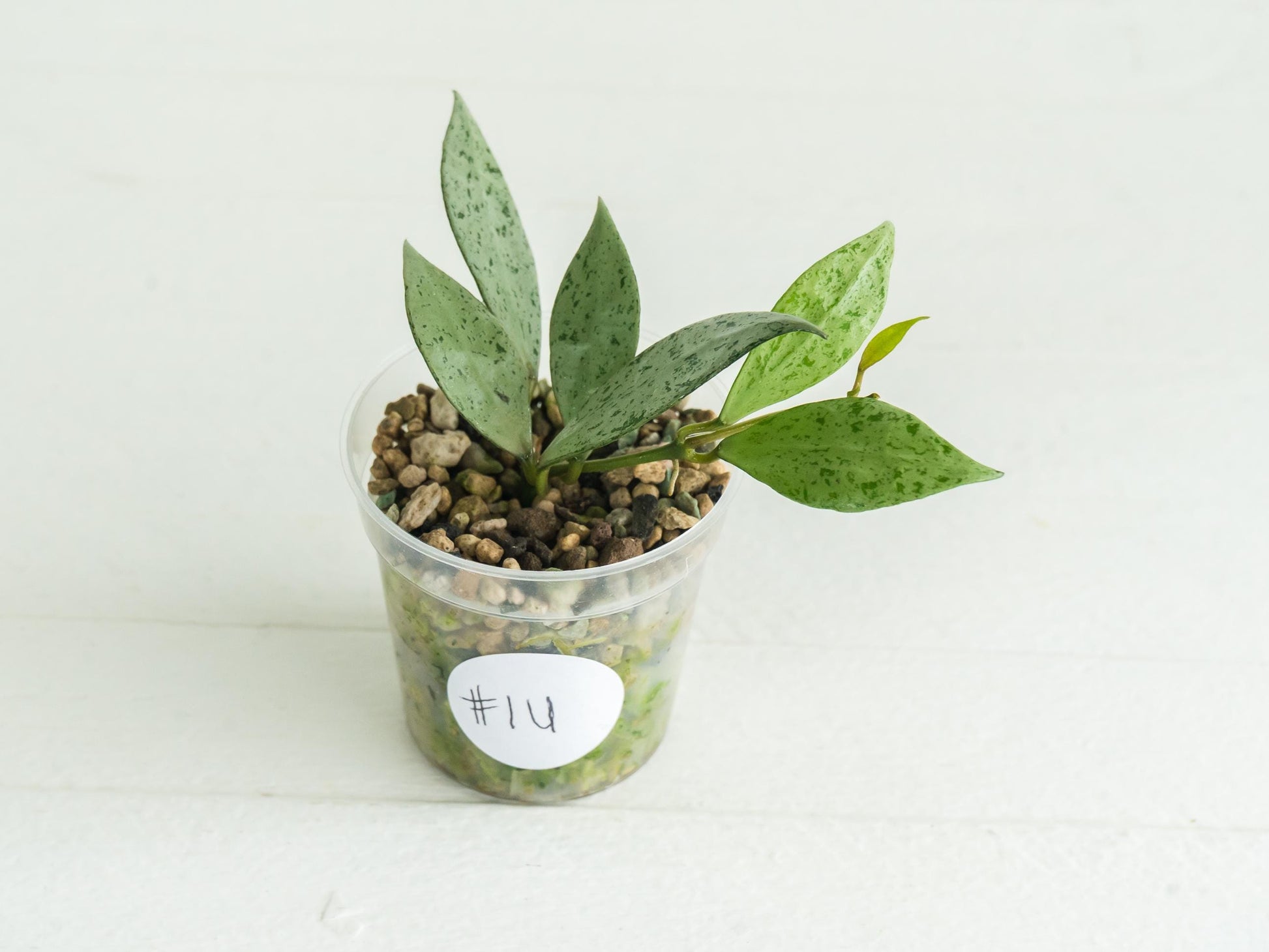 Hoya lacunosa 'Silver Lime' | 2-Inch