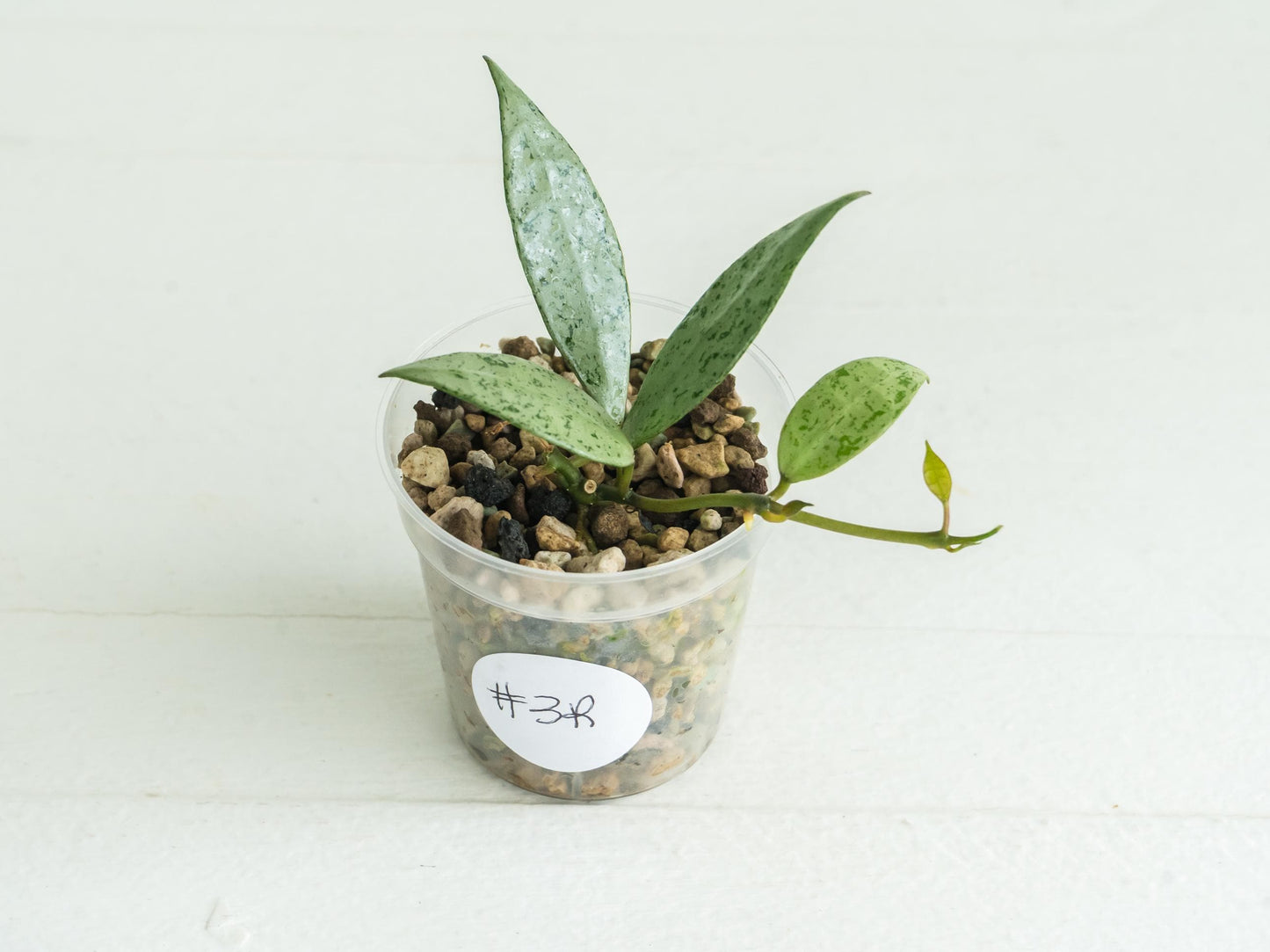 Hoya lacunosa 'Silver Lime' | 2-Inch