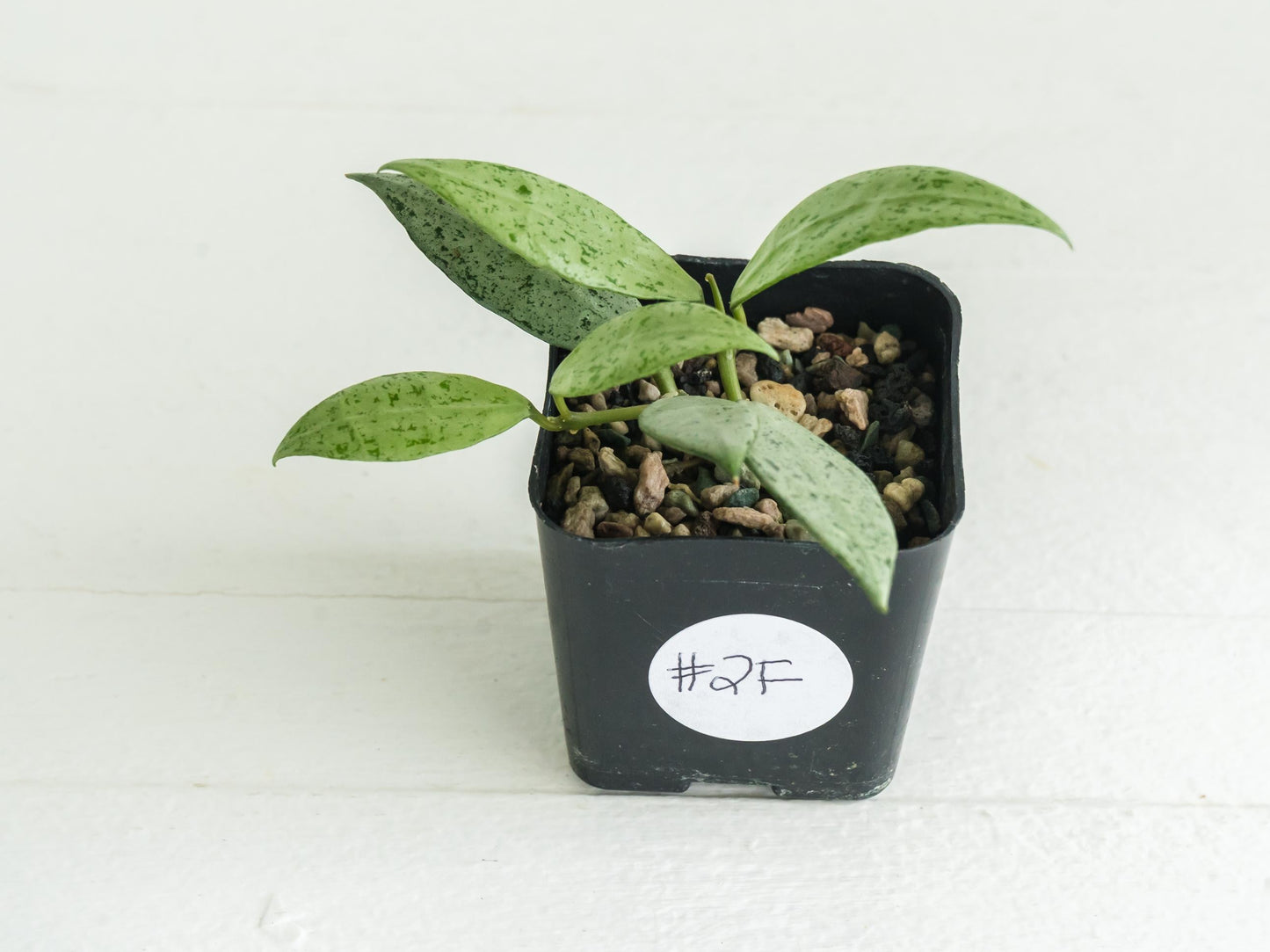 Hoya lacunosa 'Silver Lime' | 2-Inch