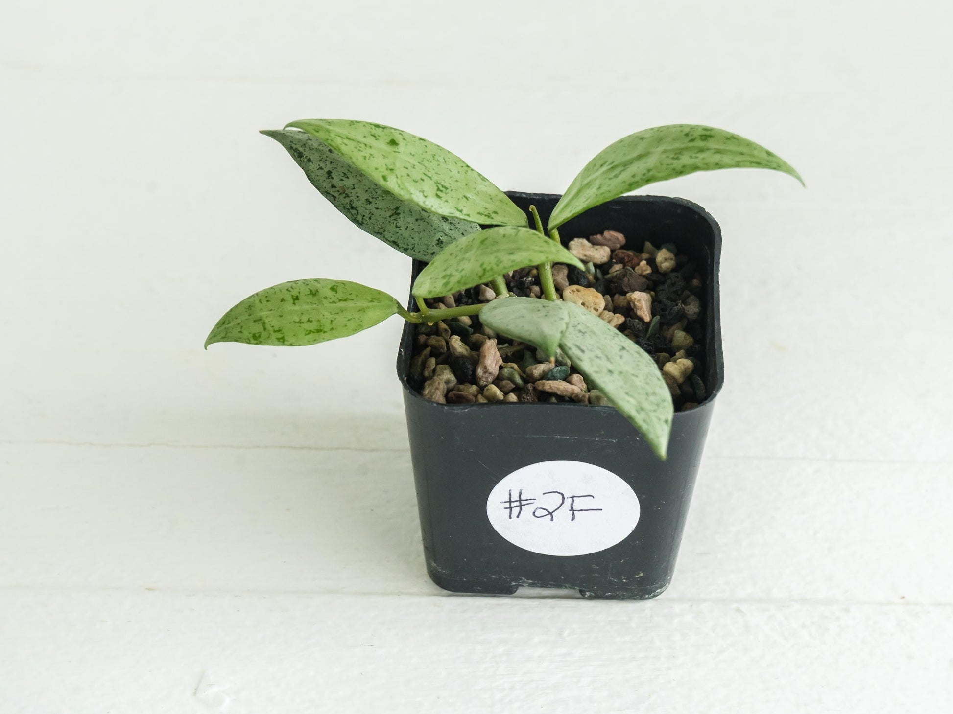 Hoya lacunosa 'Silver Lime' | 2-Inch