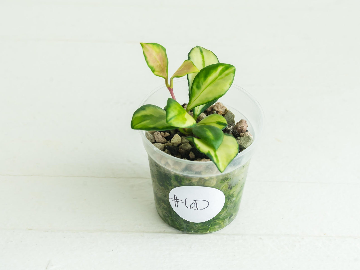 Hoya heuschkeliana (Inner Variegated) | 2-Inch