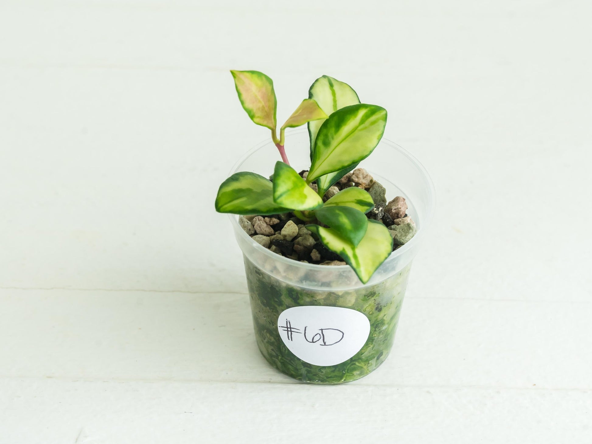 Hoya heuschkeliana (Inner Variegated) | 2-Inch