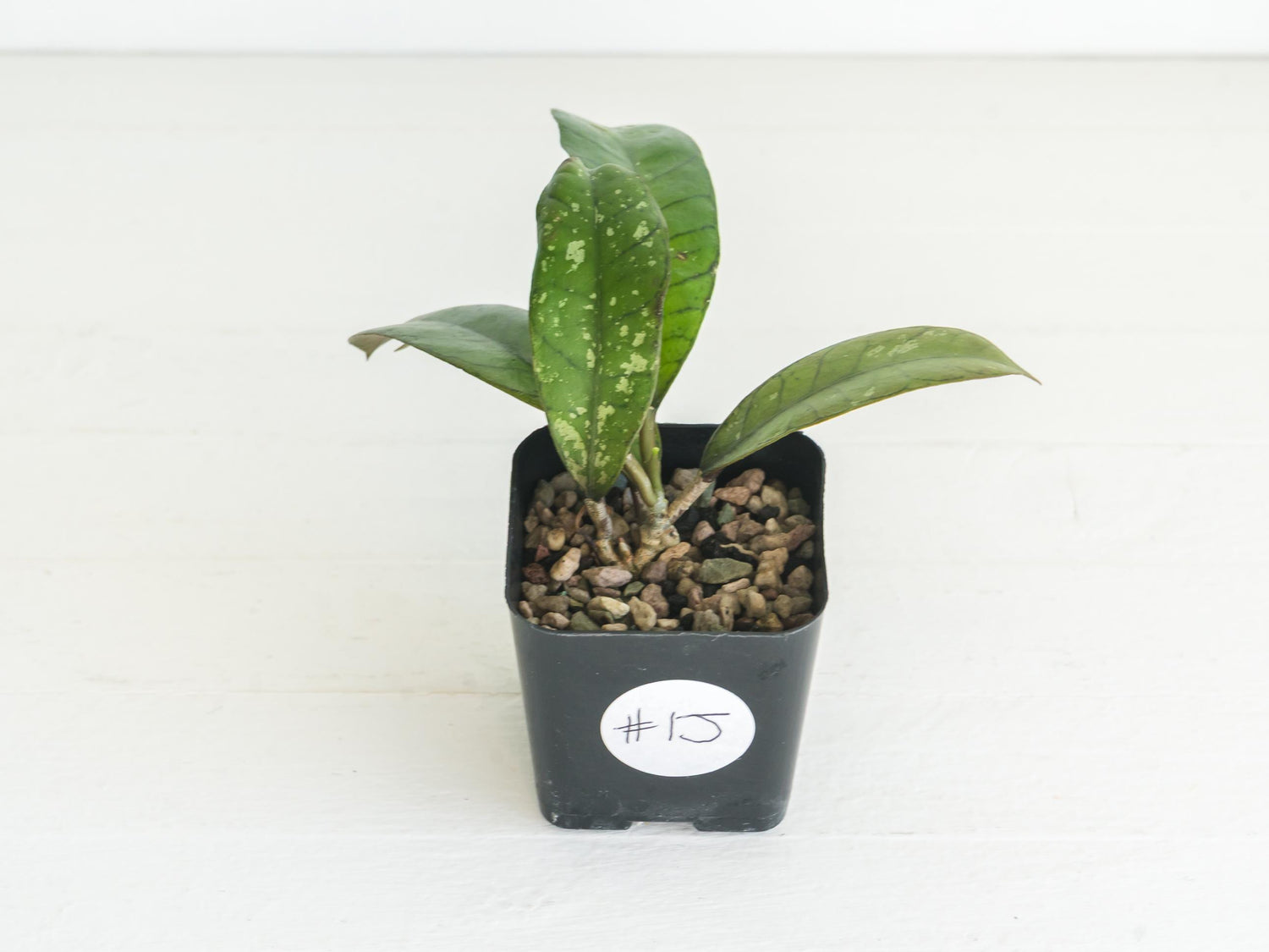 Hoya gunung gading | 2-Inch