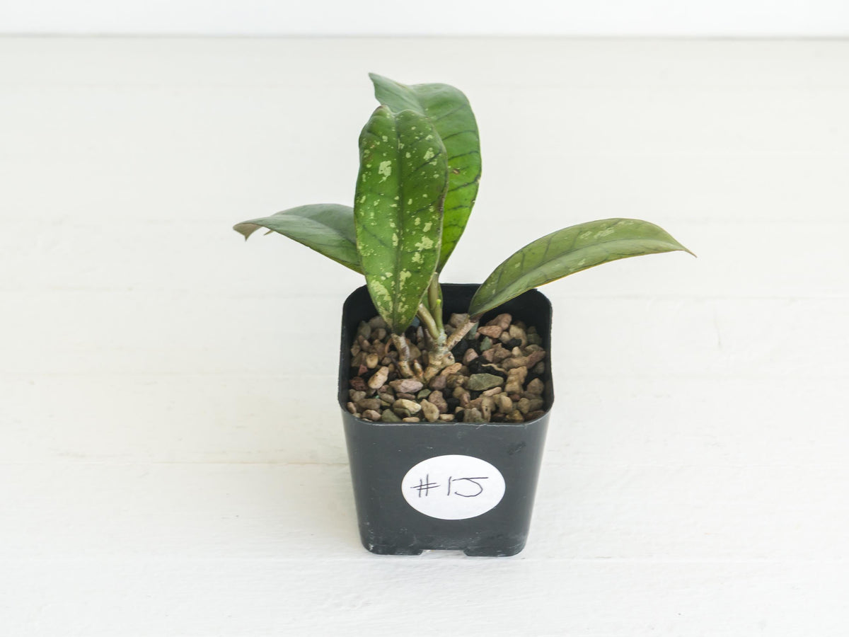 Hoya gunung gading | 2-Inch