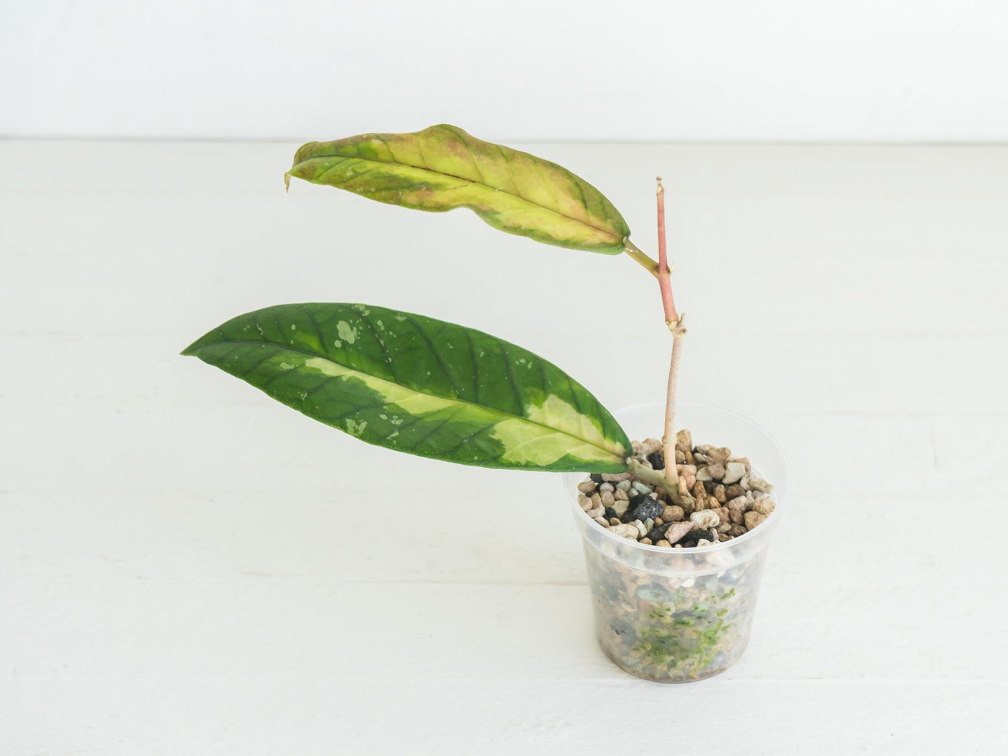 Hoya Aceh 'Ladia Galaska' | 2-Inch