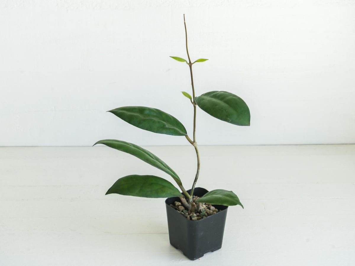Hoya ‘Mayumi’ (UPT002) | 2-Inch