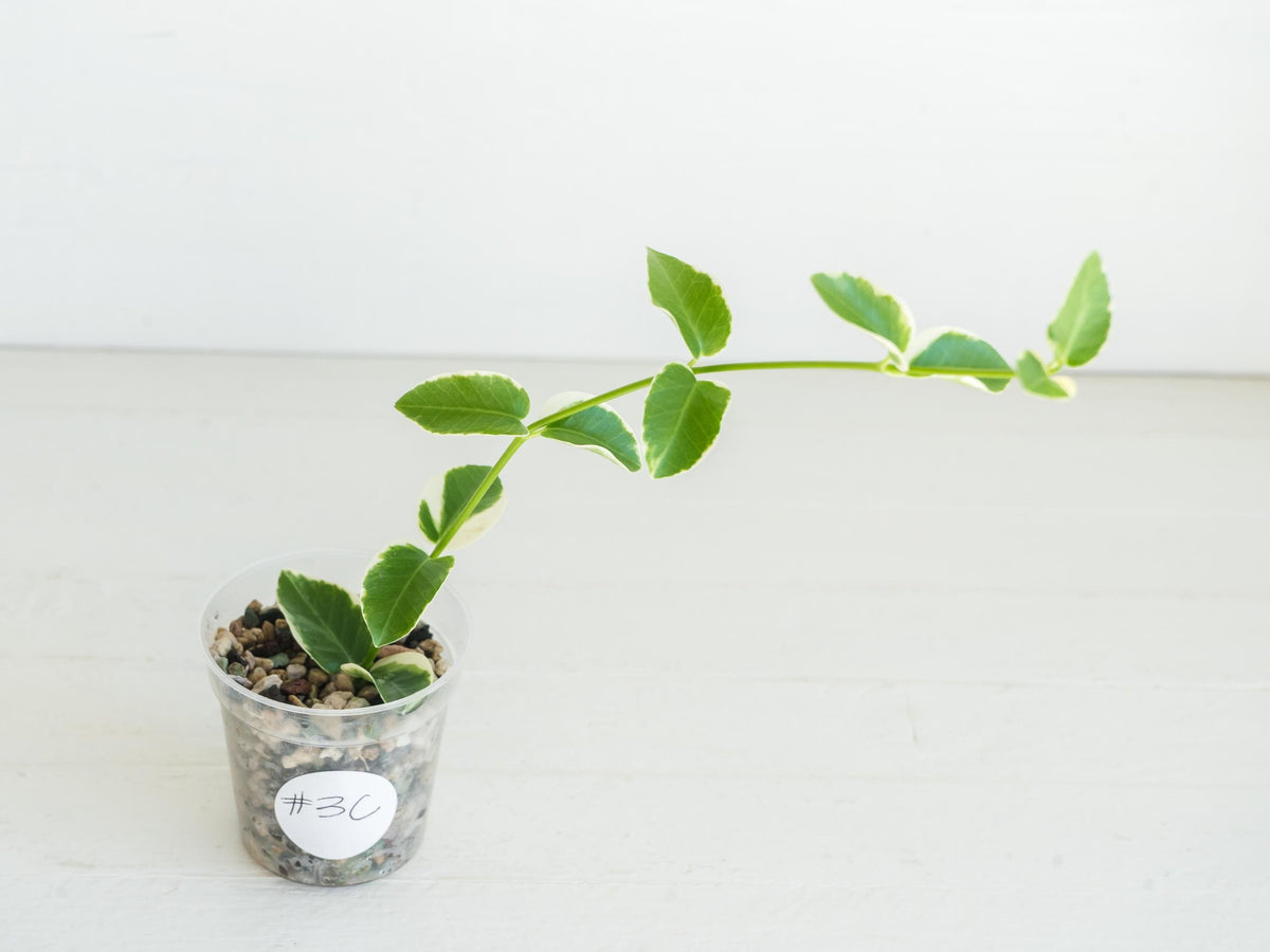 Hoya cumingiana (Albo | Outer Variegated) | 2-Inch