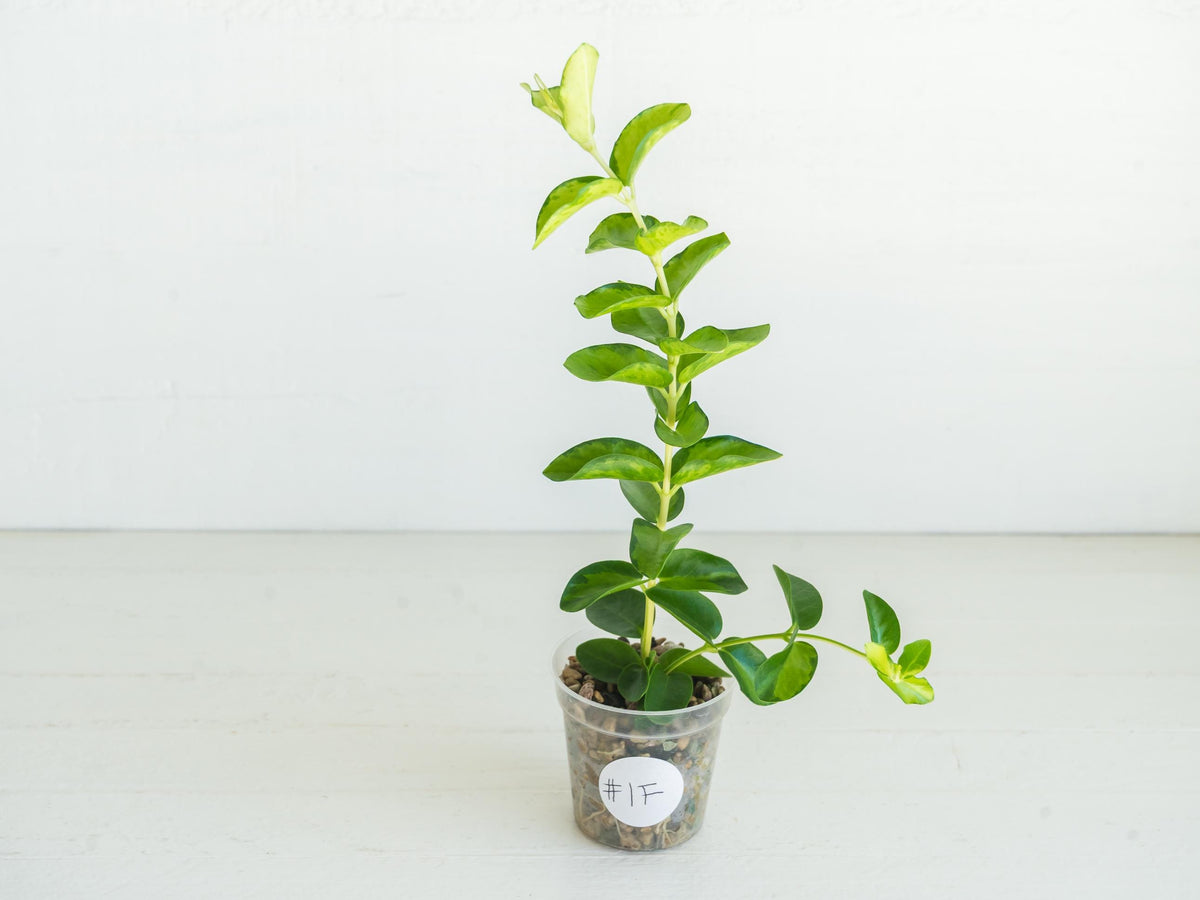 Hoya cumingiana (Inner Variegated) | 2-Inch