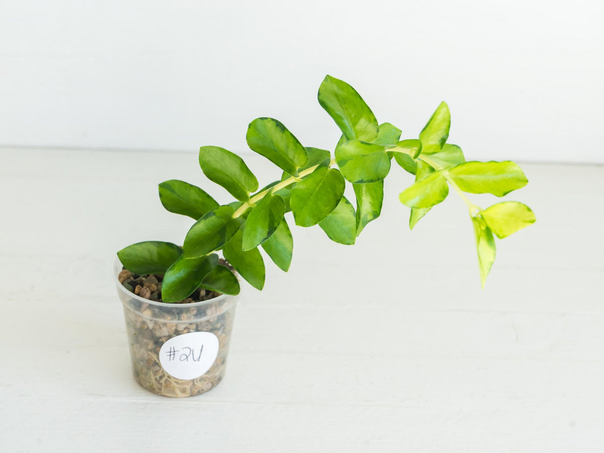 Hoya cumingiana (Inner Variegated) | 2-Inch