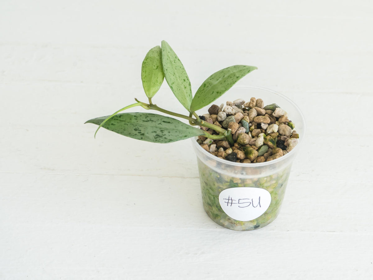 Hoya lacunosa 'Silver Lime' | 2-Inch