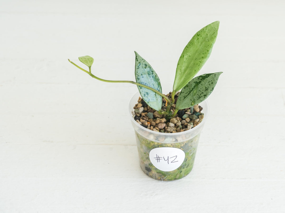 Hoya lacunosa 'Silver Lime' | 2-Inch