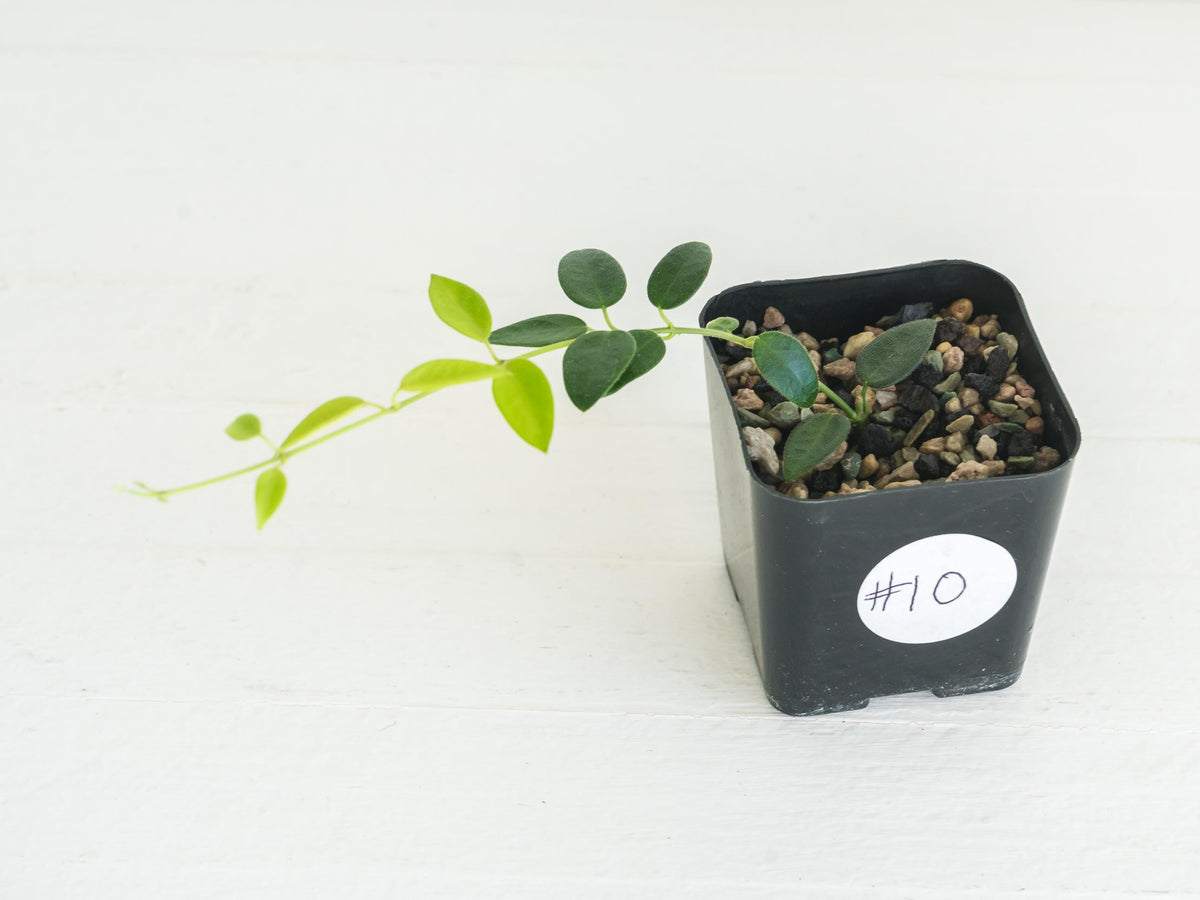 Hoya pulleana (IM-02) | 2-Inch