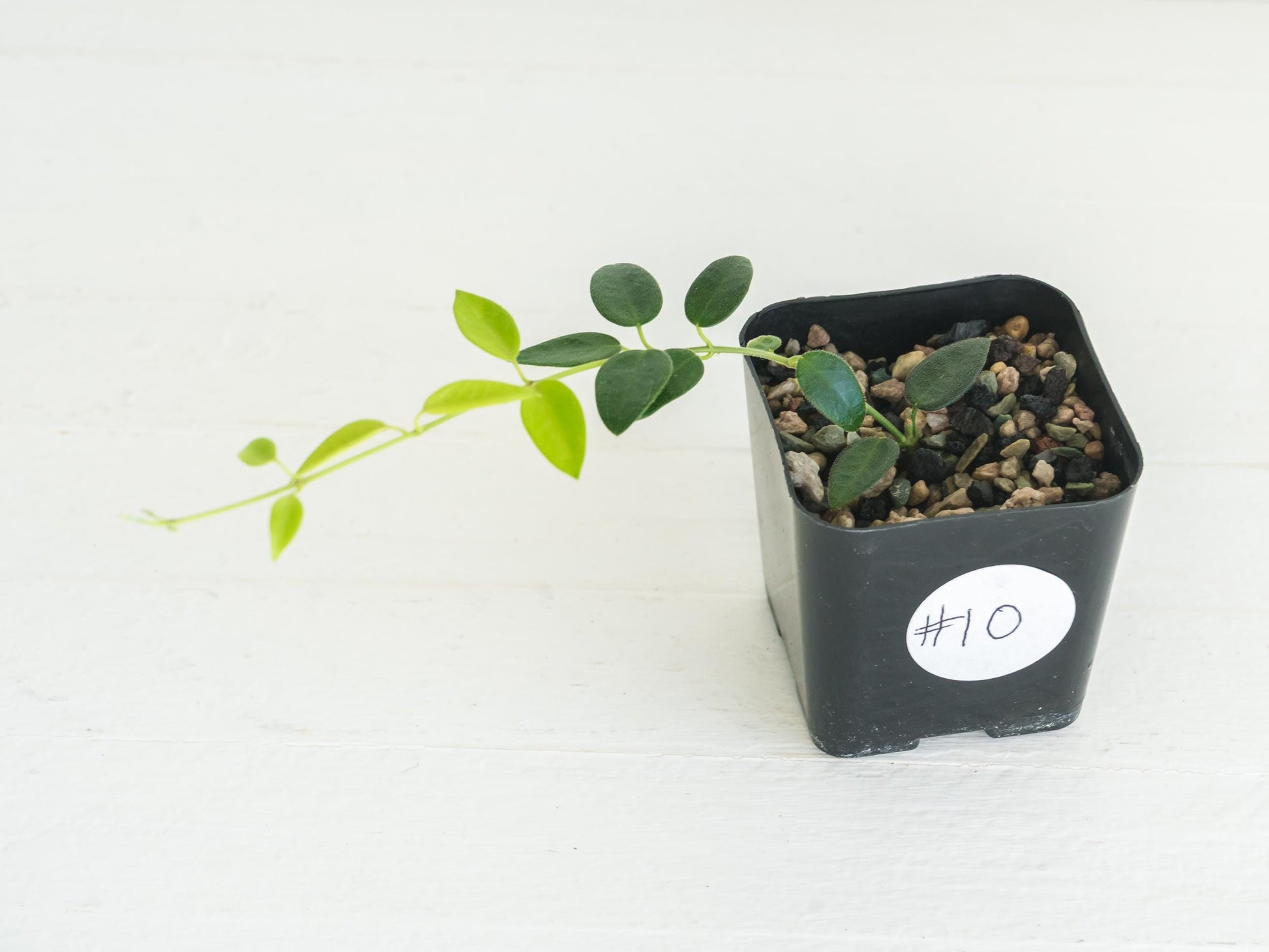 Hoya pulleana (IM-02) | 2-Inch