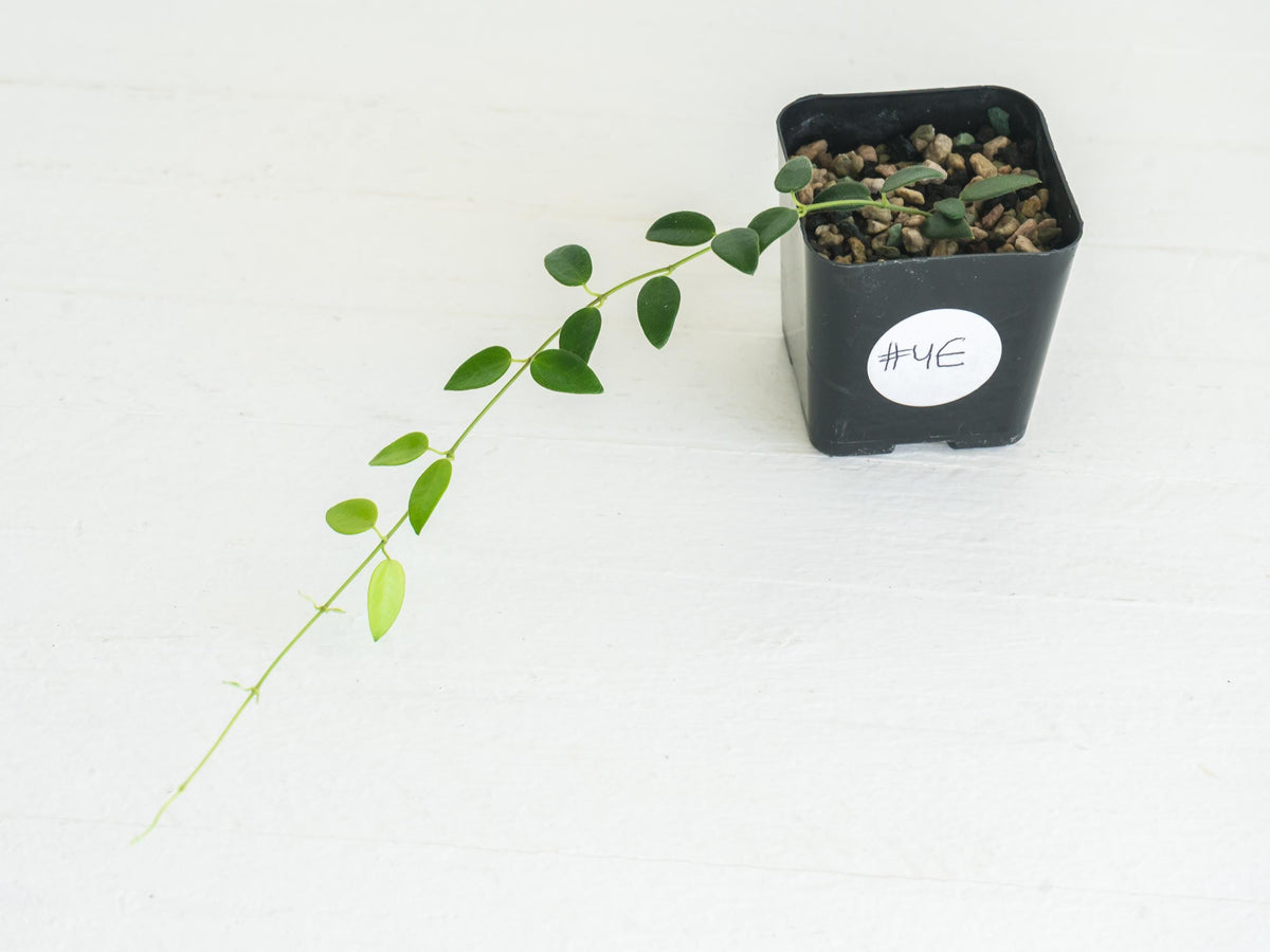 Hoya pulleana (IM-02) | 2-Inch