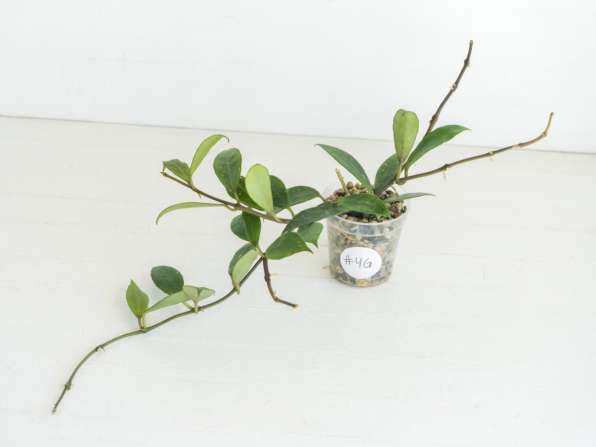 Hoya 'Rebecca' | 2-Inch