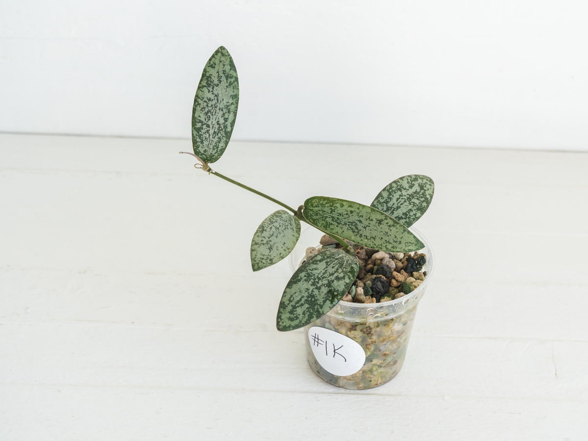 Hoya sigillatis 'Round Leaf' aka sigillatis (Silver) AH001 aka Borneo | 2-Inch