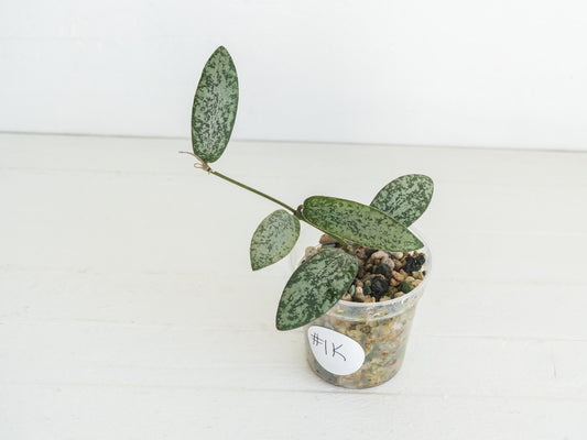 Hoya sigillatis 'Round Leaf' aka sigillatis (Silver) AH001 aka Borneo | 2-Inch