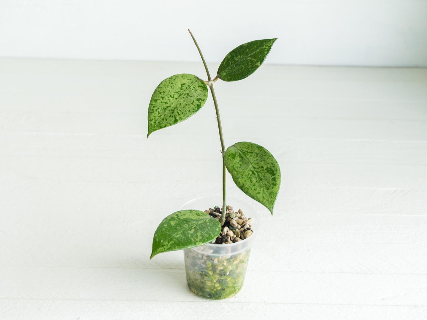 Hoya verticillata (Pemalang Silver) | 2-Inch