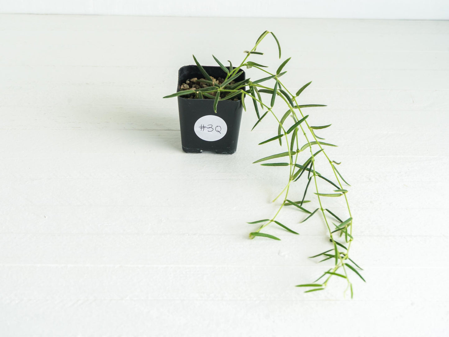 Hoya linearis | 2-Inch