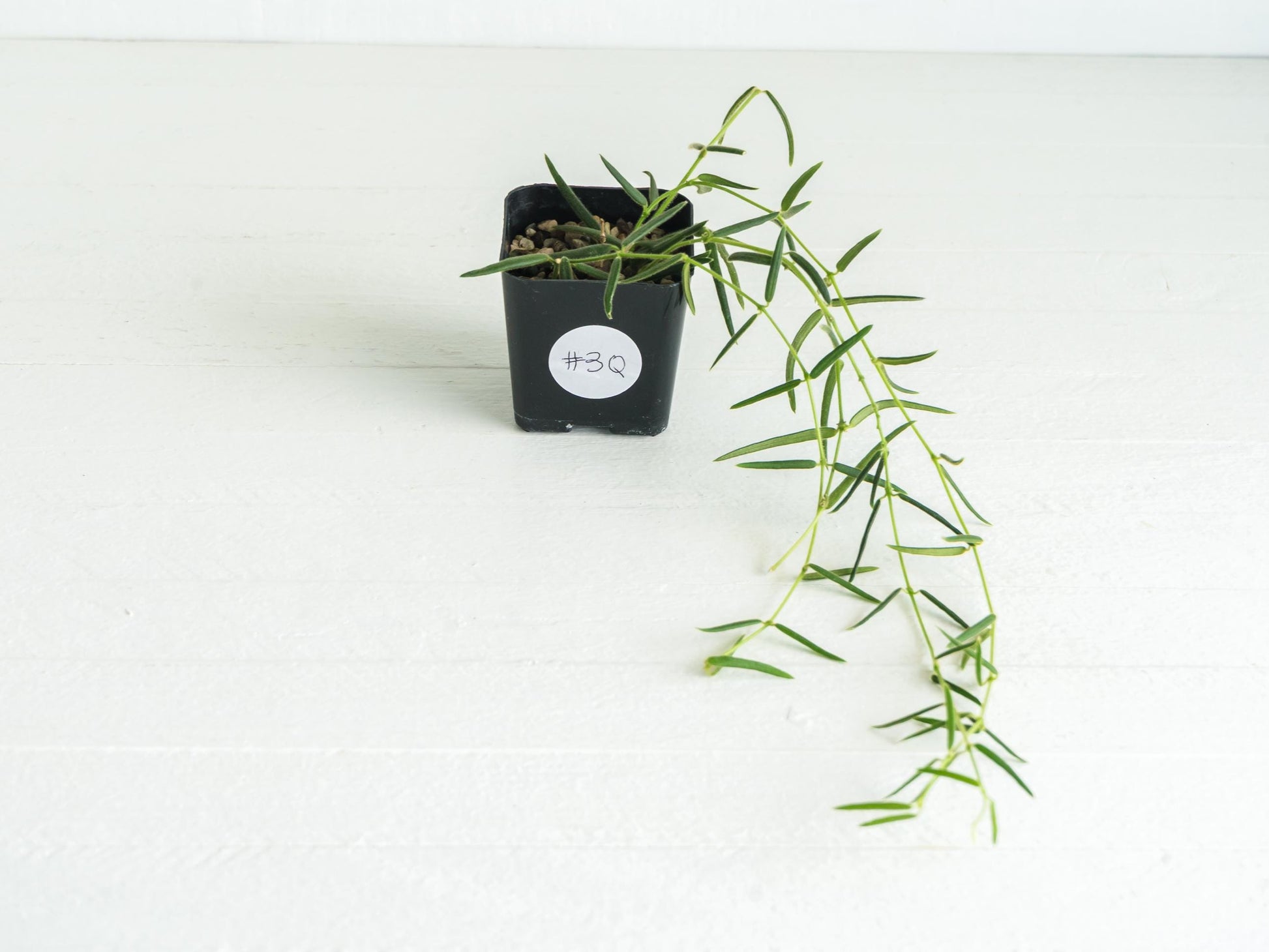 Hoya linearis | 2-Inch