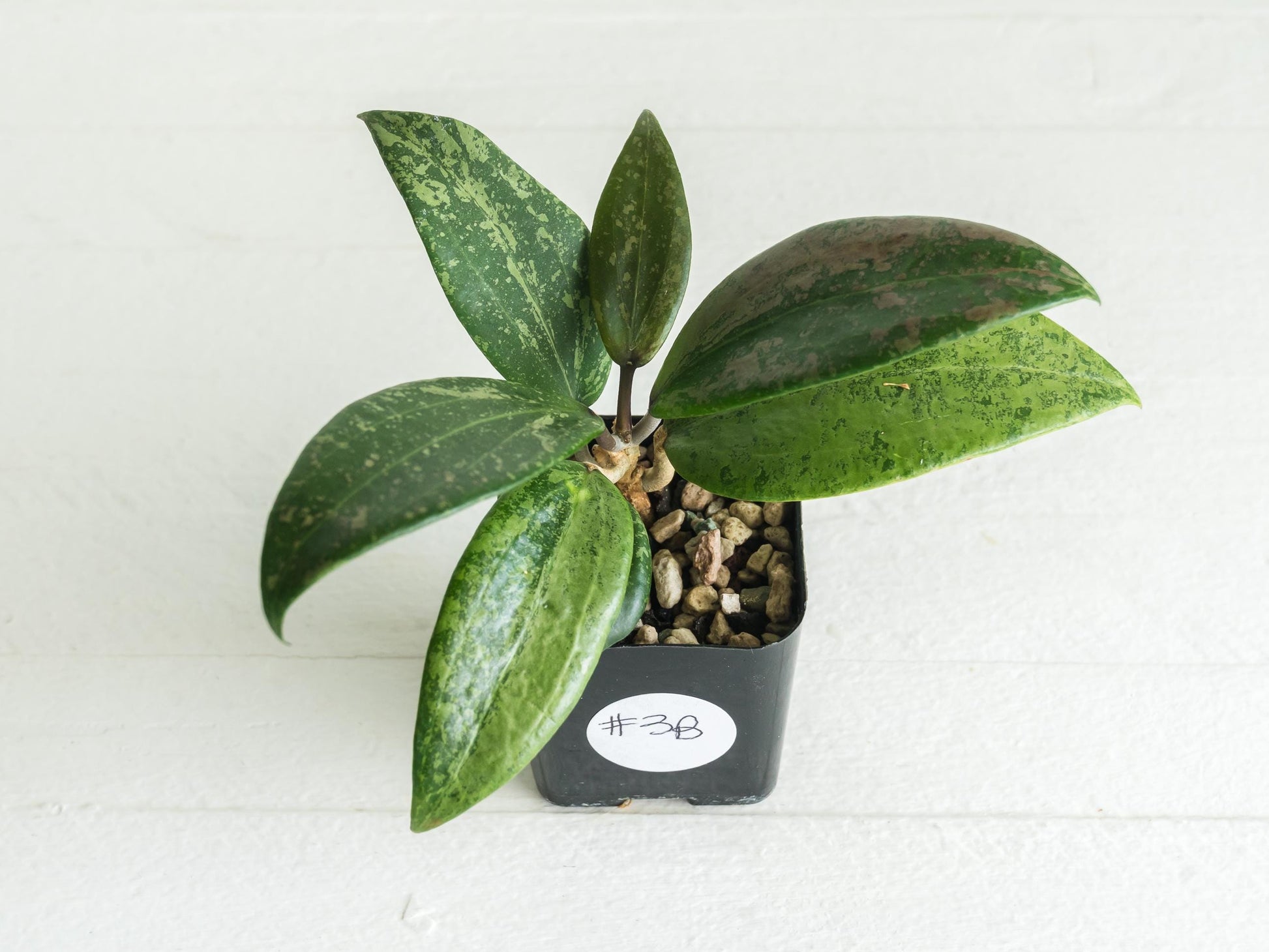 Hoya 'Strawberry Matcha' (UPT008) | 2-Inch