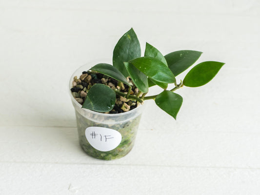 Hoya sipitangensis | 2-Inch