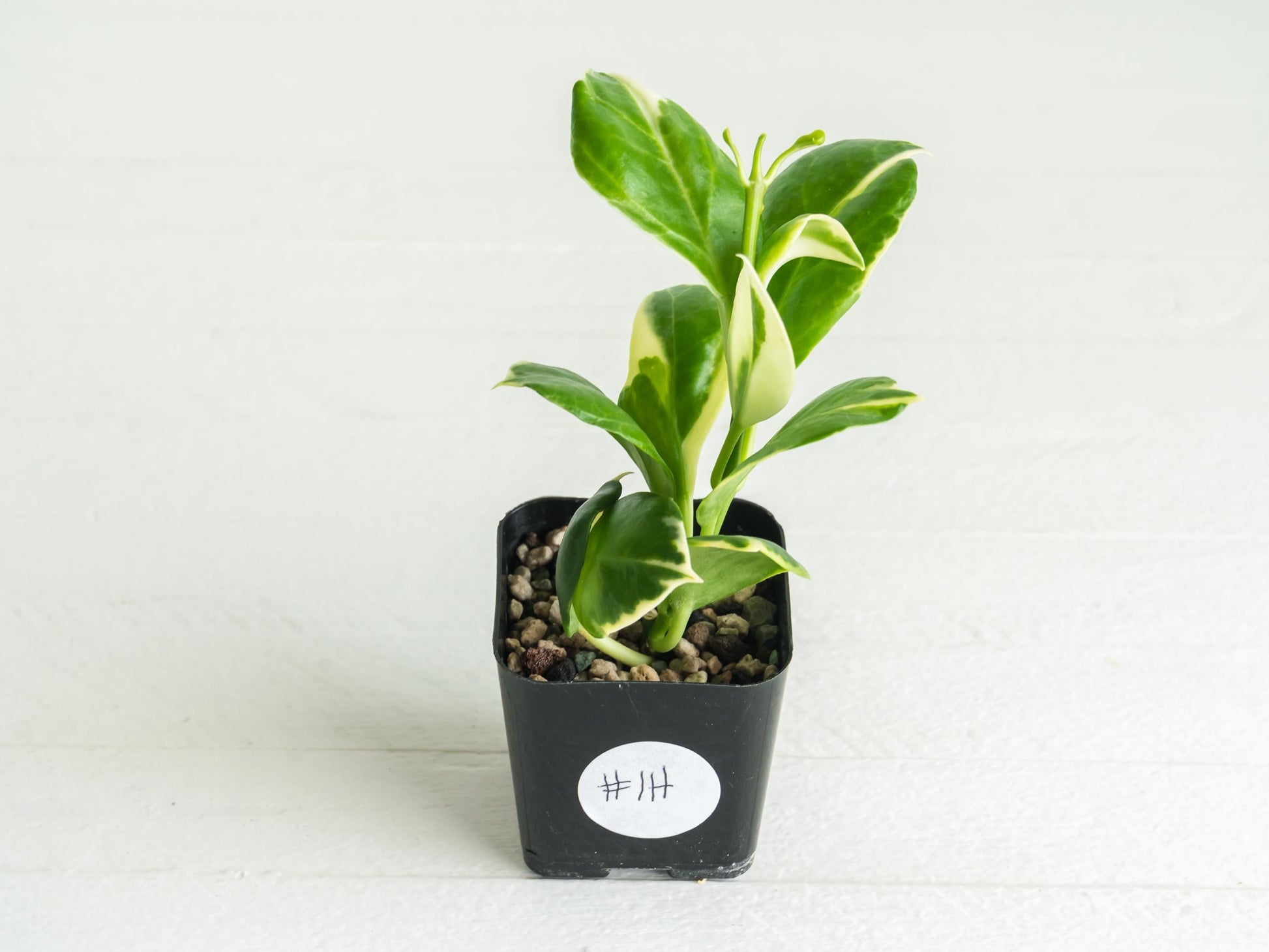 Hoya obscura (Albo | Outer Variegated) | 2-Inch