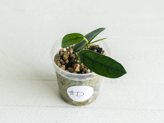 Hoya sichuanensis / lyi NOID | 2-Inch