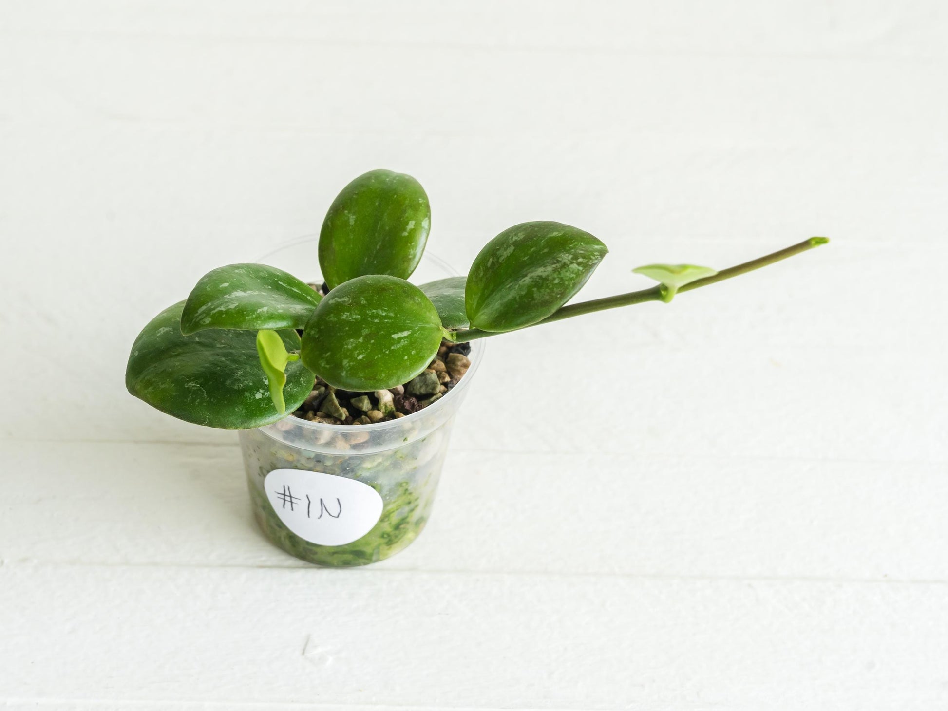 Hoya ‘Clamshell’ | 2-Inch