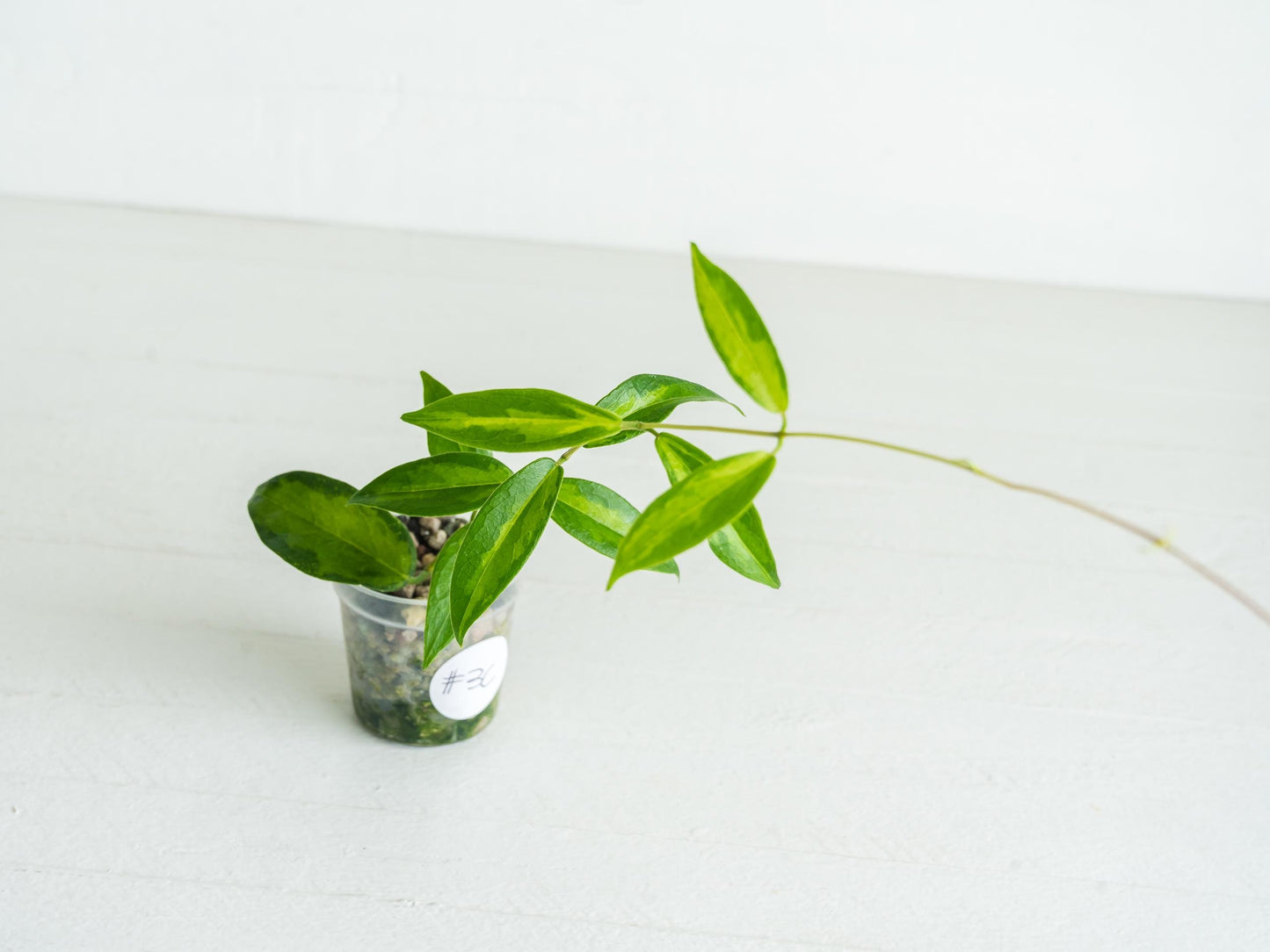 Hoya dennisii ‘Frida’ | 2-Inch