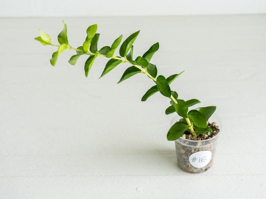 Hoya cumingiana (Inner Variegated) | 2-Inch