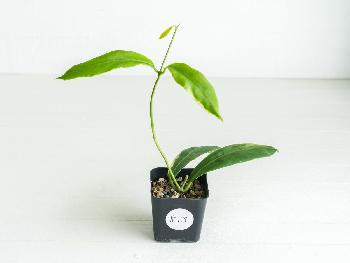 Hoya pimenteliana (Albo / Outer Variegated) | 2-Inch