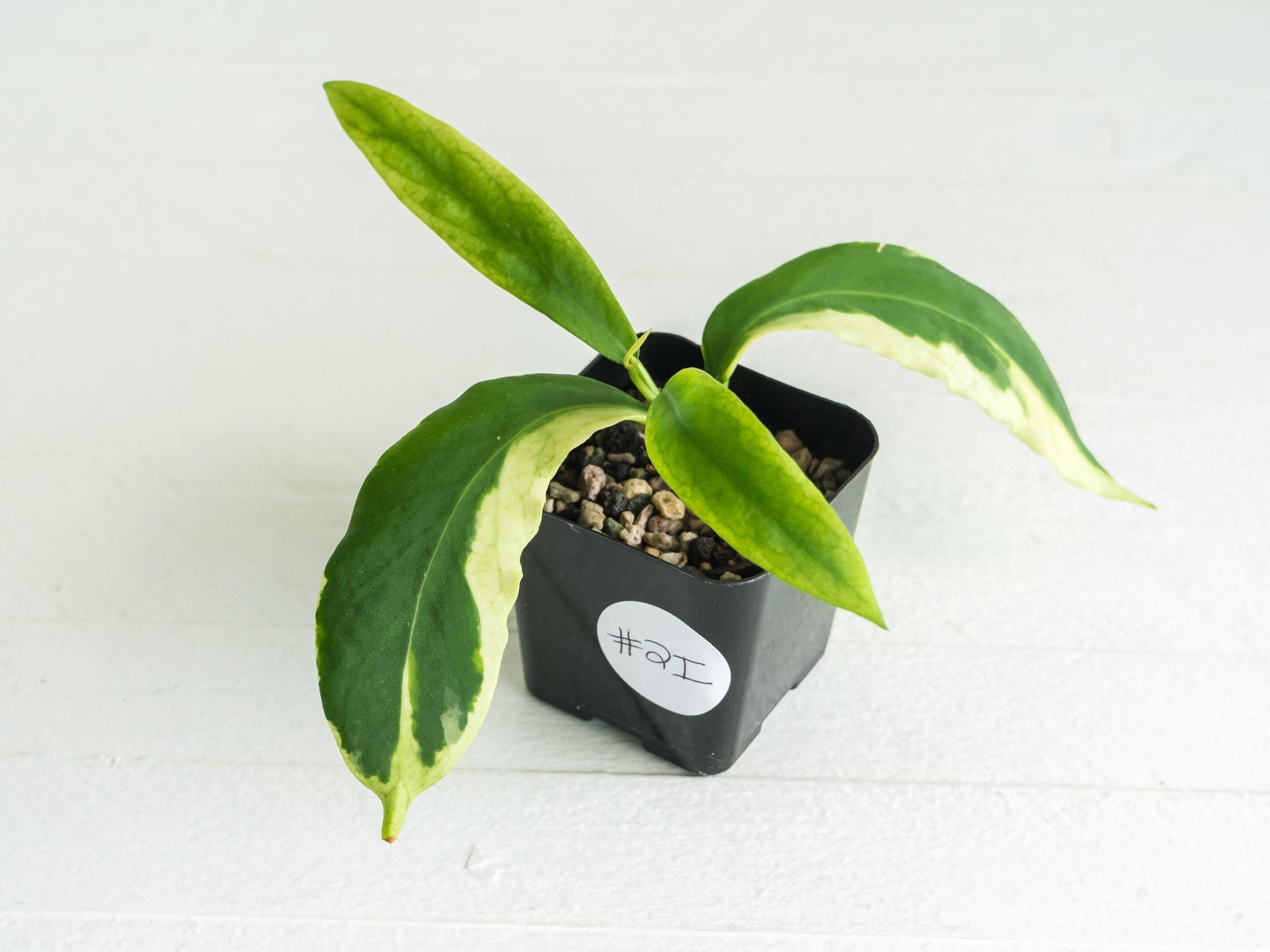 Hoya pimenteliana (Albo / Outer Variegated) | 2-Inch