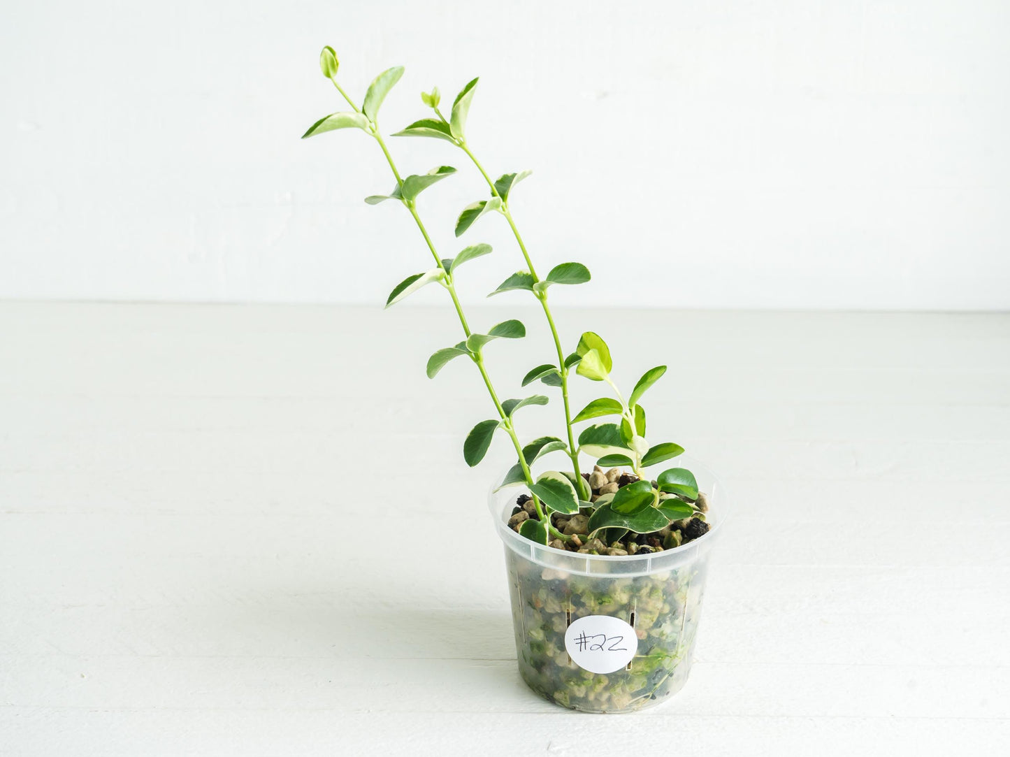 Hoya cumingiana (Albo | Outer Variegated) | 3-Inch