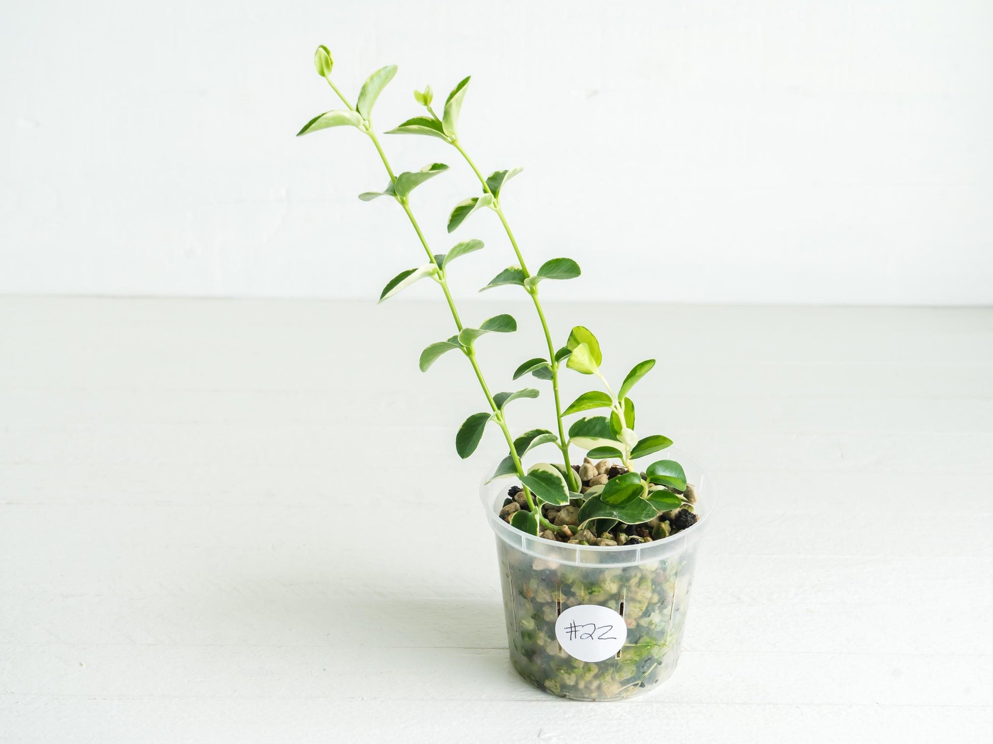 Hoya cumingiana (Albo | Outer Variegated) | 3-Inch