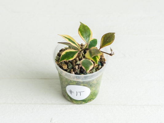 Hoya bakoensis (Outer Variegated - Albo) | 2-Inch