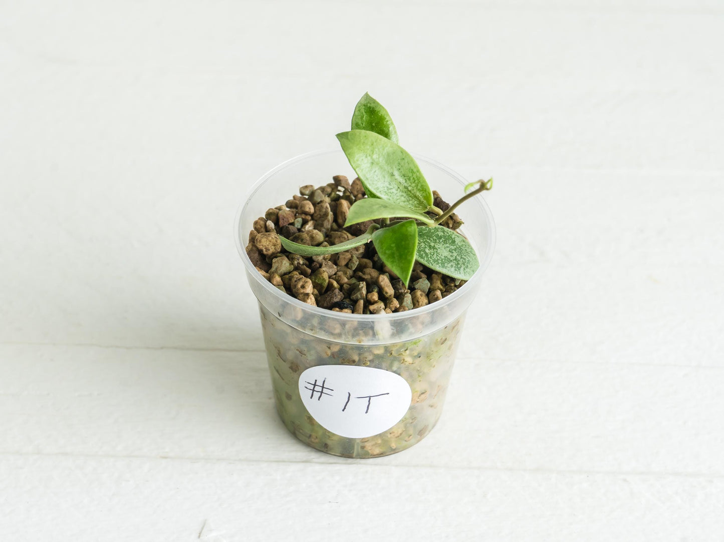 Hoya Kalimantan 'Coin' (Silver) | 2-Inch