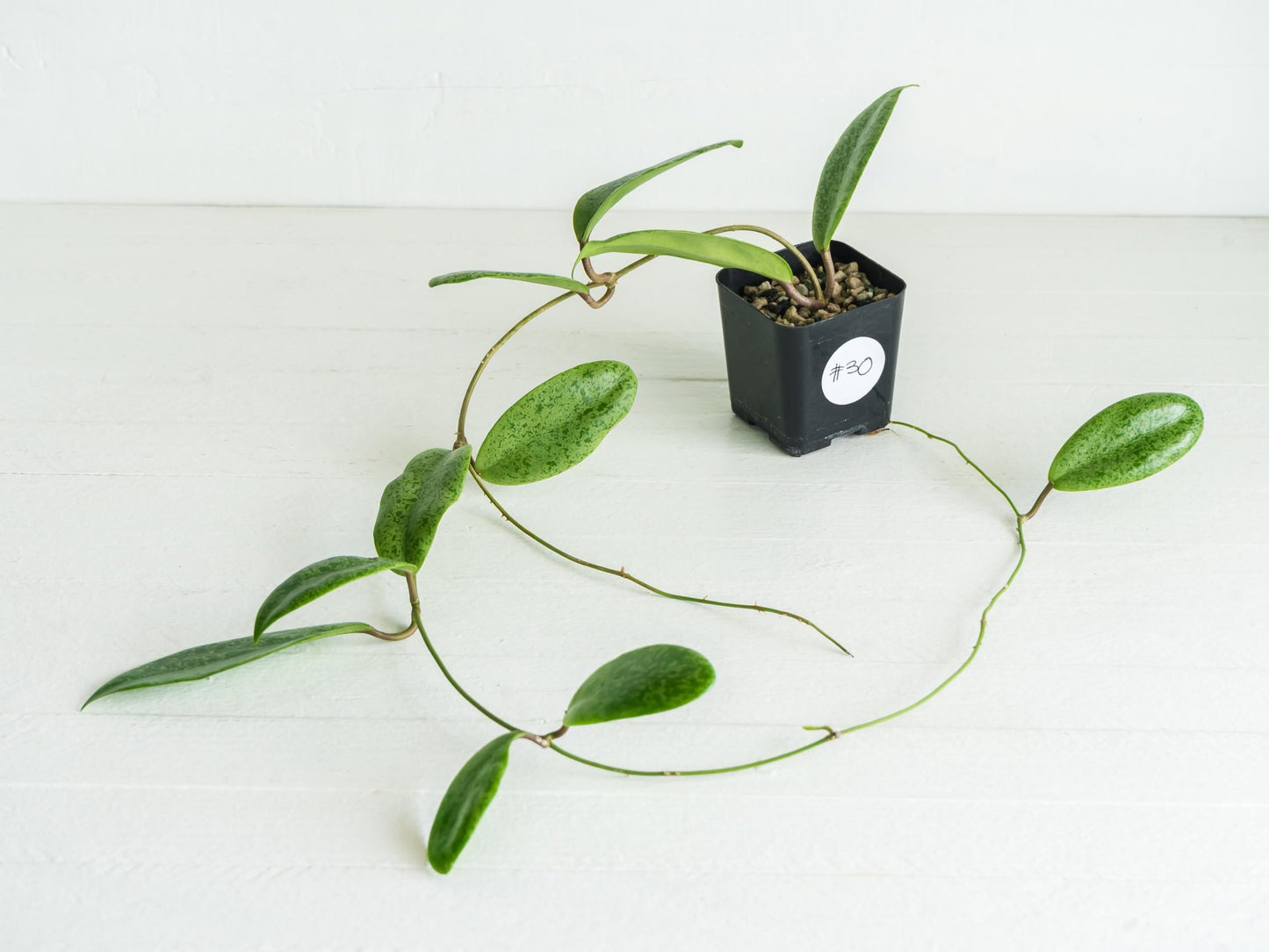Hoya 'Jita Silver' WRX02-Silver-01 | 2-Inch